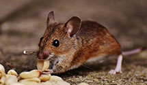 24 Hour & Emergency Exterminators in Janesville, WI